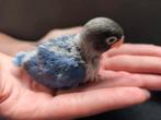 Agapornis personata jongen, Dieren en Toebehoren, Vogels | Parkieten en Papegaaien, Geslacht onbekend, Dwergpapegaai of Agapornis