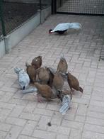 zilverfazanten, Dieren en Toebehoren, Meerdere dieren, Geringd