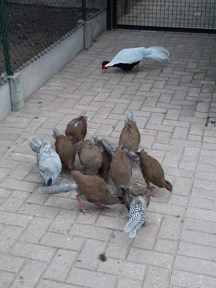 zilverfazanten, Dieren en Toebehoren, Vogels | Overige Vogels, Meerdere dieren, Geringd