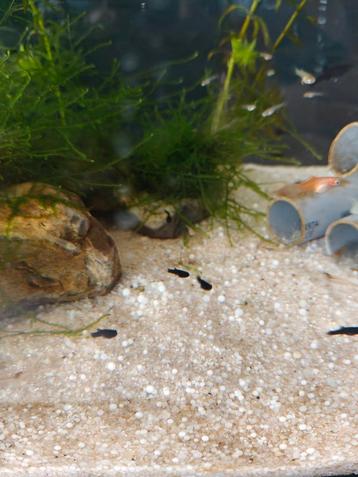 Black Molly  beschikbaar voor biedingen