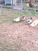 Hollandse kwakers, Dieren en Toebehoren