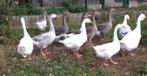 Jonge ganzen, Dieren en Toebehoren, Meerdere dieren, Gans of Zwaan