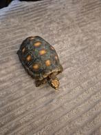 Tortue charbonniere, Enlèvement