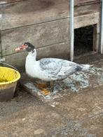 Koppel barberies, Dieren en Toebehoren, Pluimvee, Meerdere dieren, Eend