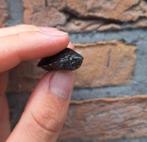 Baby schildpadje, Dieren en Toebehoren, Schildpad