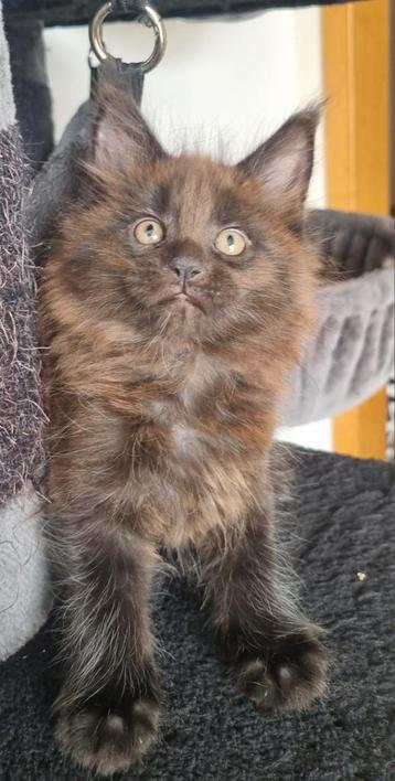 Chatons Maine Coon avec un pedigree, Plusieurs animaux, Avec pedigree, 0 à 2 ans