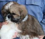 Shih Tzu pups, Dieren en Toebehoren, België, Overige rassen, CDV (hondenziekte), 8 tot 15 weken