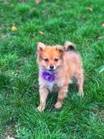 Speelse keeshondjes te koop, België, Keeshond, CDV (hondenziekte), 8 tot 15 weken