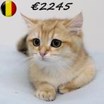 Chinchilla Gold - Britse Korthaar kittens te koop, Dieren en Toebehoren, Katten en Kittens | Raskatten | Korthaar, Meerdere dieren