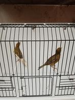 Canari raza espagnol et oso japs