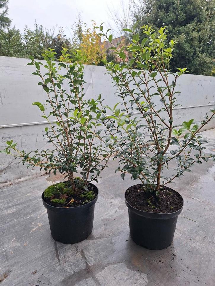 Osmanthus Burkwoodii aan stuntprijzen!, Tuin en Terras, Planten | Struiken en Hagen, Ophalen