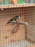 Kleine distelvink, Geringd