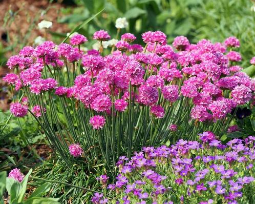 Armeria splendens of Engels gras, Jardin & Terrasse, Plantes | Jardin, Plante fixe, Graminées ornementales, Enlèvement