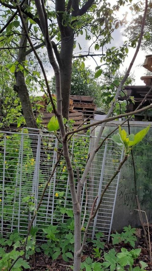 Vijgenbomen 5 jaar Brown Turkey ca. 2 m, Tuin en Terras, Planten | Bomen, Overige soorten, 100 tot 250 cm, Volle zon, Zomer, Ophalen