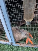 Konijnen met hok, Dieren en Toebehoren, Pluimvee, Mannelijk