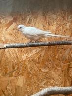 Roodruggen., Dieren en Toebehoren