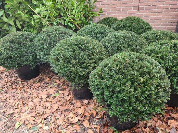 Schitterende taxusbollen in alle maten nu weer leverbaar, Tuin en Terras, Planten | Struiken en Hagen, Struik, Taxus, Minder dan 100 cm