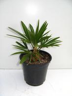 Trachycarpus fortunei x wagnerianus ( winterharde palmboom ), Ophalen of Verzenden, Lente, Minder dan 100 cm, Palmboom