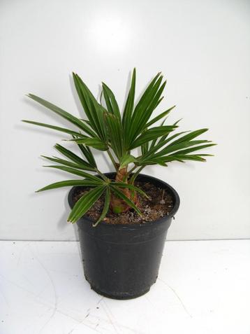 Trachycarpus fortunei x wagnerianus ( winterharde palmboom ) beschikbaar voor biedingen