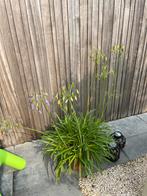 Agapanthus met pot, Enlèvement ou Envoi, Été