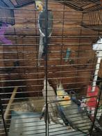 Valkparkiet, Plusieurs animaux, Perruche, Bagué