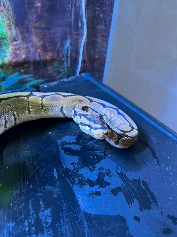 Python regius pinstripe pastel male 3 ans, Animaux & Accessoires, Reptiles & Amphibiens | Accessoires, Comme neuf, Enlèvement