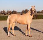Xxl reitpony , german pony , mare , 1,55 and 6 years, Dieren en Toebehoren, Paarden, Merrie, B, Gechipt
