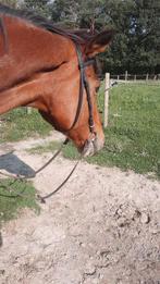 Opzoek naar gratis pony/paard of Leen op verplaatsing, Dieren en Toebehoren