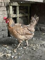 Legkippen te koop (hobbydieren), Dieren en Toebehoren, Vrouwelijk