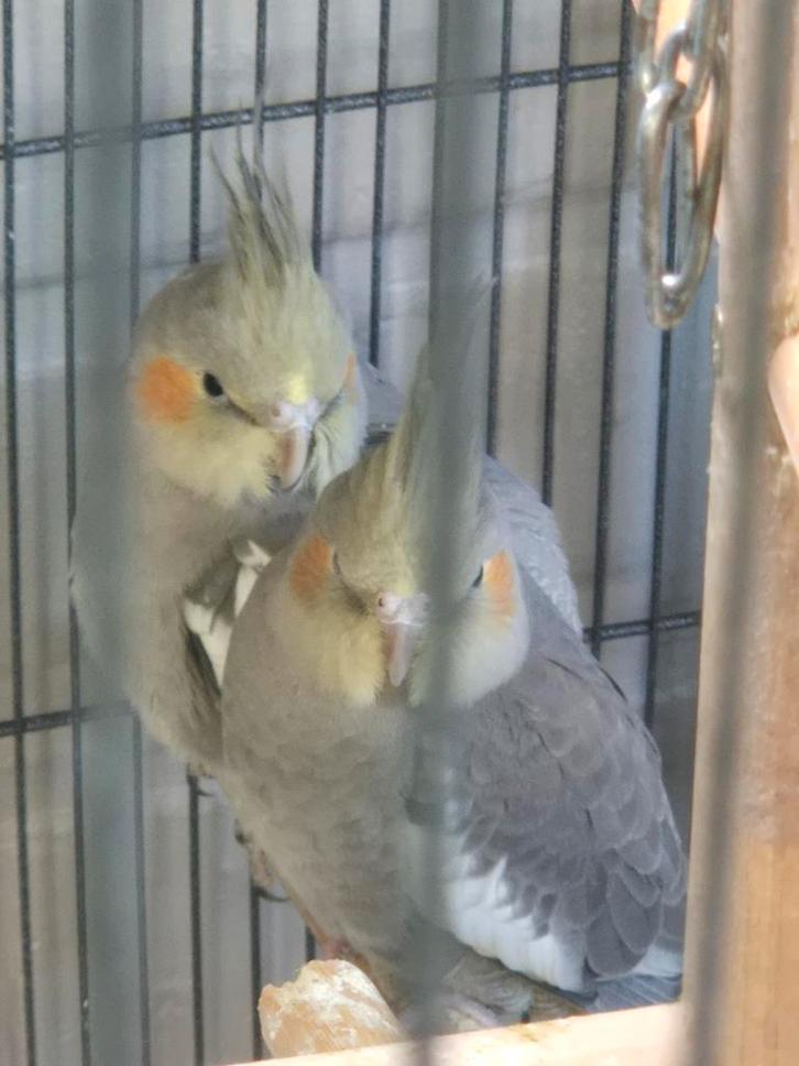 8 Valkparkieten mannen met pootring en DNA papieren, Animaux & Accessoires, Oiseaux | Perruches & Perroquets, Perruche, Mâle, Bagué