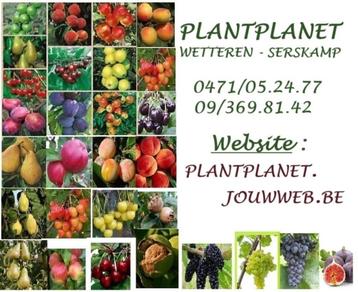 OPRUIMING FRUITBOMEN (APPELS, PEREN,..) IN POT, 5€/STUK !!!! beschikbaar voor biedingen
