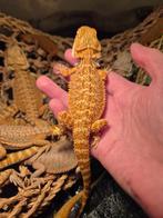 Baardagaam hypo citrus /tangerine tiger pattern, Dieren en Toebehoren, Reptielen en Amfibieën, Hagedis, Tam, 0 tot 2 jaar