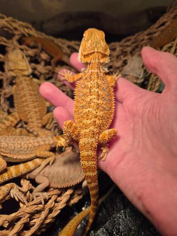 Baardagaam hypo citrus /tangerine tiger pattern beschikbaar voor biedingen