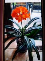 CLIVIA, Huis en Inrichting, Kamerplanten, Ophalen, Overige soorten, Halfschaduw, Minder dan 100 cm