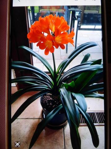 CLIVIA beschikbaar voor biedingen
