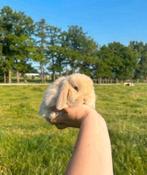 Peach zoekt een thuis, Dieren en Toebehoren, Konijnen, Mannelijk, Dwerg, Hangoor, 0 tot 2 jaar