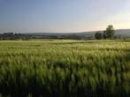 Schönes Grundstück (Terrain à bâtir) Iveldingen (Belgien, Am, Iveldingen, 1000 tot 1500 m²