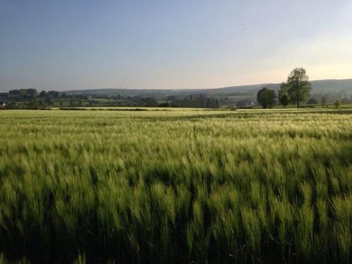 Schönes Grundstück (Terrain à bâtir) Iveldingen (Belgien, Am, Immo, Gronden en Bouwgronden, 1000 tot 1500 m²