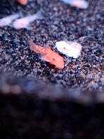 ️Te koop! Ancistrus Super Red.️, Vis, Zoetwatervis