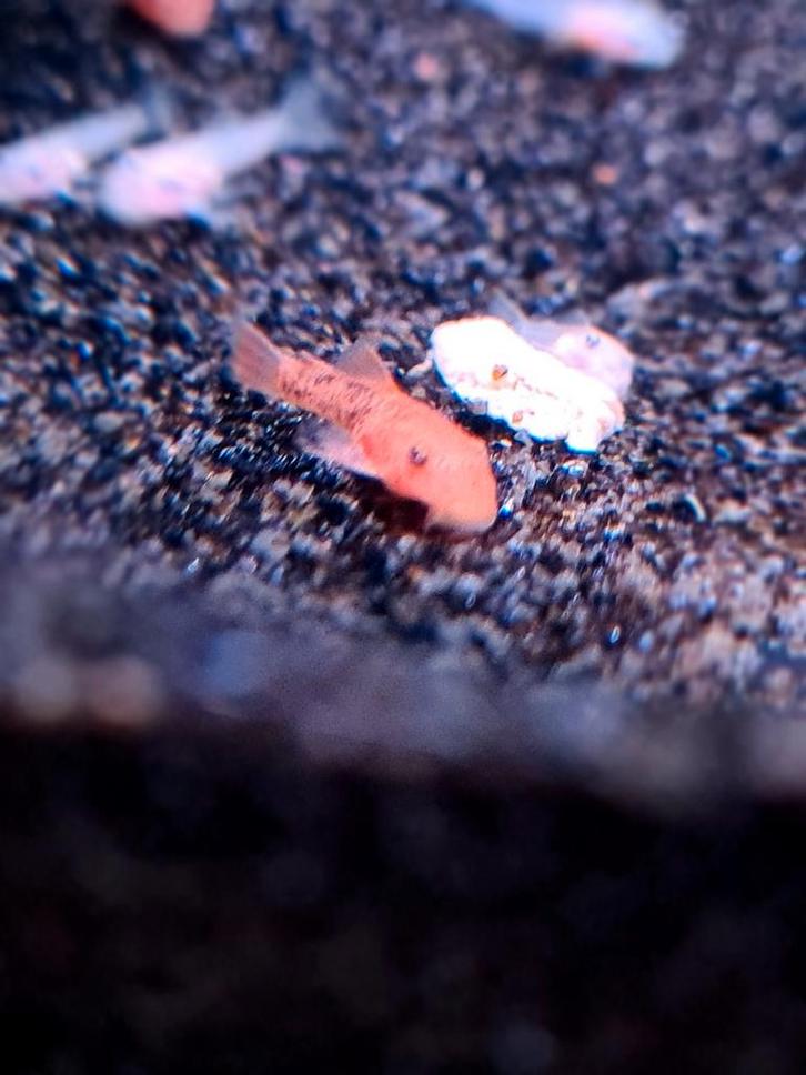 ️Te koop! Ancistrus Super Red.️, Dieren en Toebehoren, Vissen | Aquariumvissen, Zoetwatervis, Vis