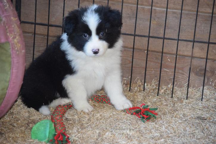 Border collie pup, zwart-wit reutje, Dieren en Toebehoren, Honden | Herdershonden en Veedrijvers, Reu, Collie, Fokker | Professioneel