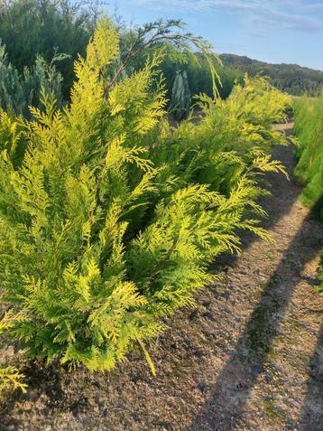 Conifères de haie : conifères ornementaux jaunes, bleus et v disponible aux enchères