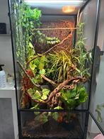 Flexarium complet + son habitante, Dieren en Toebehoren, Ophalen, Zo goed als nieuw