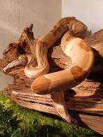 Boa imperators, Animaux & Accessoires, Reptiles & Amphibiens