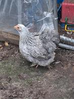 Kip, Dieren en Toebehoren, Kip