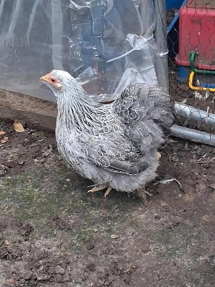 Kip, Dieren en Toebehoren, Pluimvee, Kip