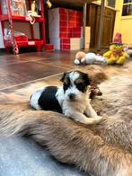 Biewer york puppies, Dieren en Toebehoren, Honden | Chihuahua's en Gezelschapshonden, België, Overige rassen, CDV (hondenziekte)