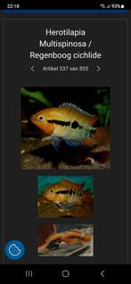 Herotilapia Multispinosa / Regenboog cichlide, Animaux & Accessoires, Poissons | Poissons d'aquarium