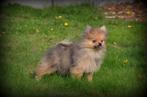Chiots Spitz, Animaux & Accessoires, Chiens | Huskys, Loulous & Types primitifs, Loulou, Plusieurs, Parvovirose, Belgique