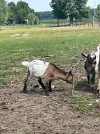 Geiten betjes, Dieren en Toebehoren, Schapen, Geiten en Varkens, Vrouwelijk, Geit, 0 tot 2 jaar